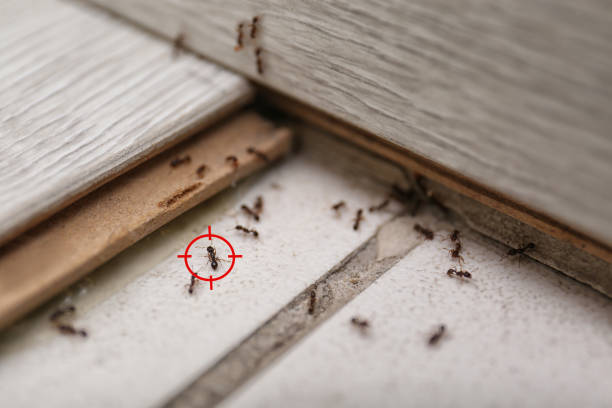 Best Best Pest Control Companies  in Hampton, IA
