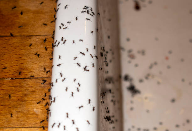 Best Pest Control Near Me  in Hampton, IA